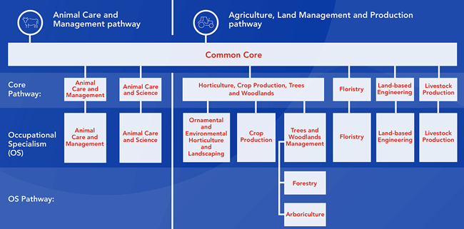 T Levels AEAC pathway diagram image