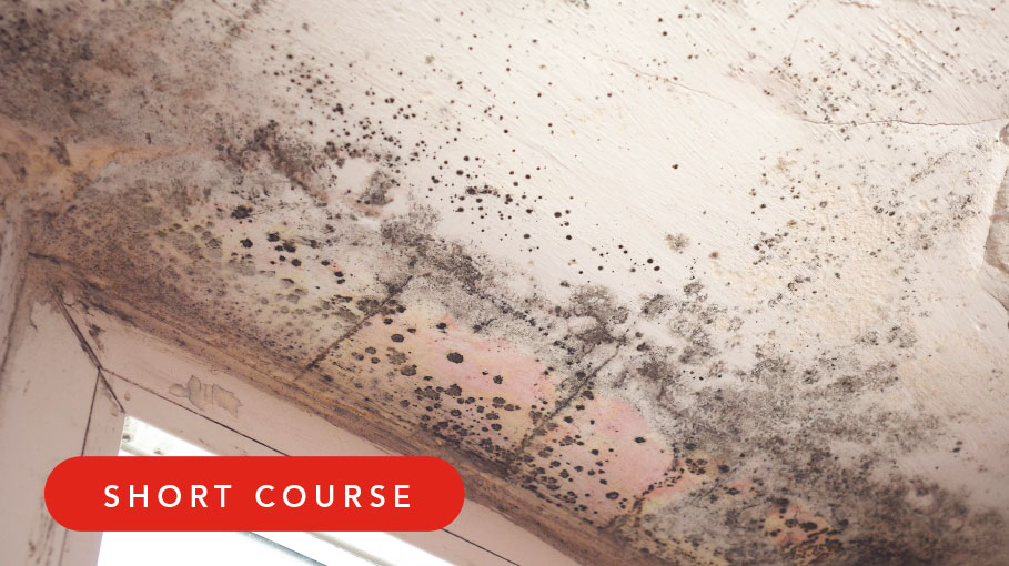 damp and mould image