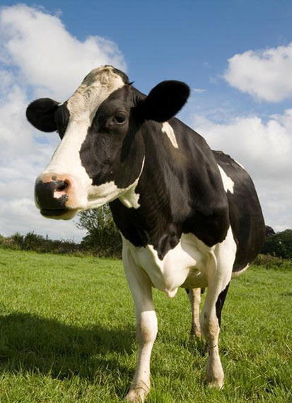 rooted in industry land cover